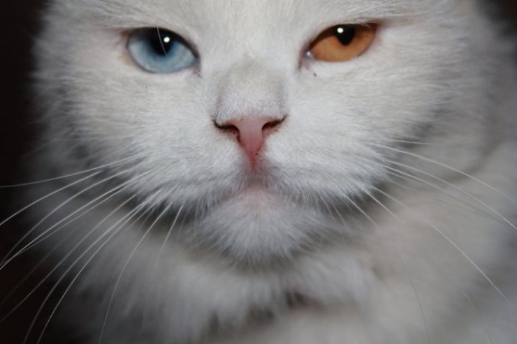 Illustration de l'article : 40 photos d'animaux aux yeux magnifiques mais intrigants.