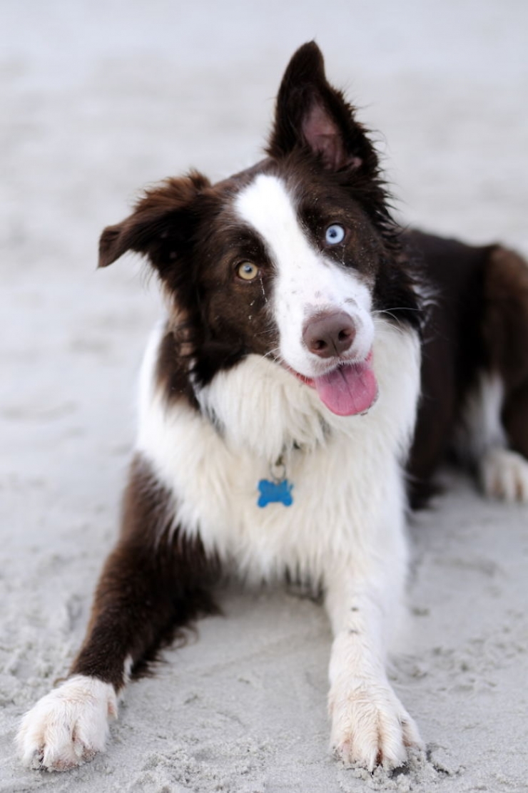 Illustration de l'article : 40 photos d'animaux aux yeux magnifiques mais intrigants.