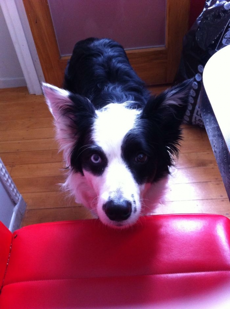 Illustration de l'article : 40 photos d'animaux aux yeux magnifiques mais intrigants.