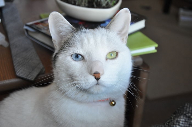 Illustration de l'article : 40 photos d'animaux aux yeux magnifiques mais intrigants.