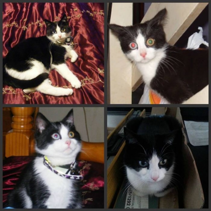 Illustration de l'article : 40 photos d'animaux aux yeux magnifiques mais intrigants.