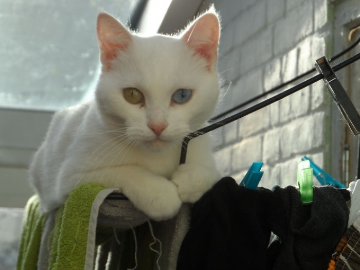 Illustration de l'article : 40 photos d'animaux aux yeux magnifiques mais intrigants.