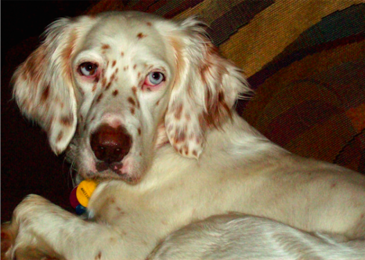 Illustration de l'article : 40 photos d'animaux aux yeux magnifiques mais intrigants.