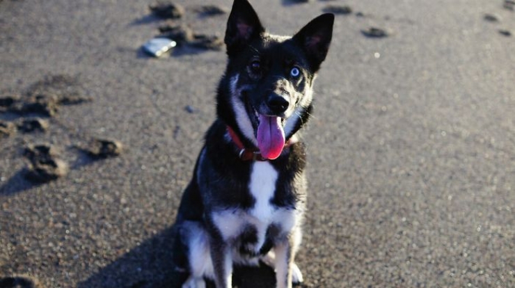 Illustration de l'article : 40 photos d'animaux aux yeux magnifiques mais intrigants.