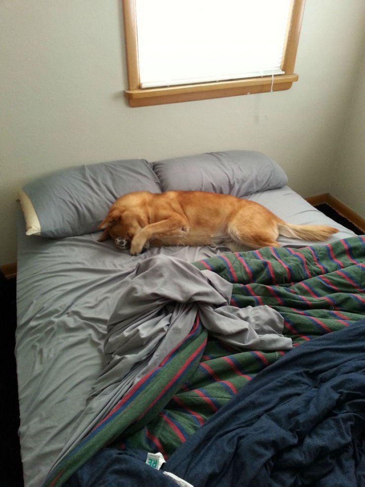 Illustration de l'article : Il faut se rendre à l'évidence : votre lit ne vous appartient plus. Il est à eux désormais (21 photos)