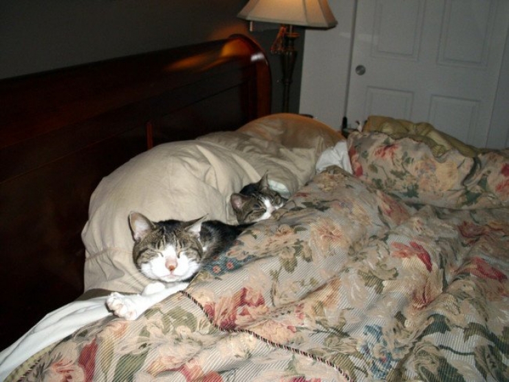 Illustration de l'article : Il faut se rendre à l'évidence : votre lit ne vous appartient plus. Il est à eux désormais (21 photos)