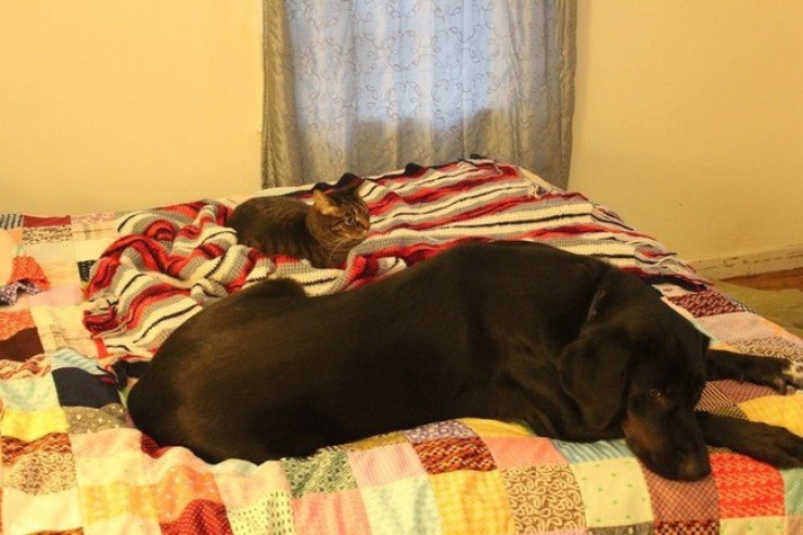 Illustration de l'article : Il faut se rendre à l'évidence : votre lit ne vous appartient plus. Il est à eux désormais (21 photos)