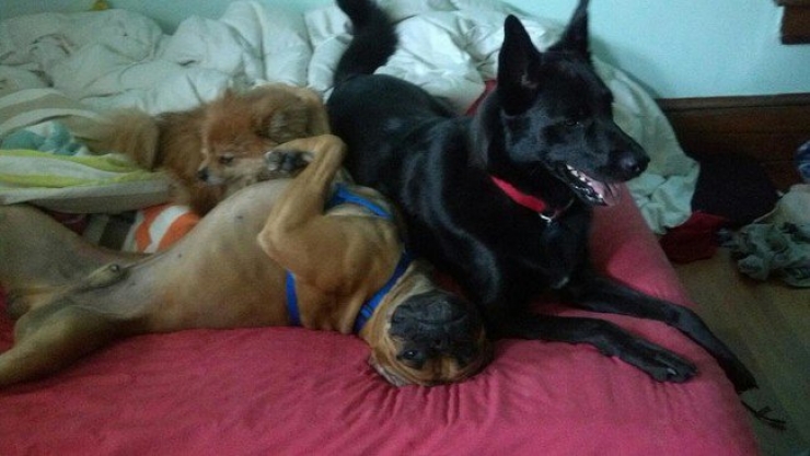 Illustration de l'article : Il faut se rendre à l'évidence : votre lit ne vous appartient plus. Il est à eux désormais (21 photos)