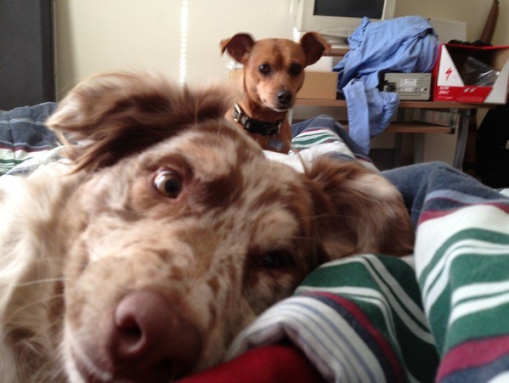 Illustration de l'article : Il faut se rendre à l'évidence : votre lit ne vous appartient plus. Il est à eux désormais (21 photos)