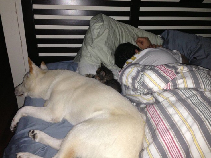 Illustration de l'article : Il faut se rendre à l'évidence : votre lit ne vous appartient plus. Il est à eux désormais (21 photos)