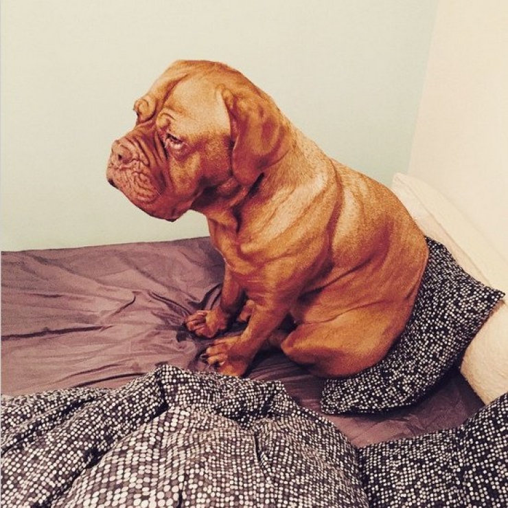 Illustration de l'article : Il faut se rendre à l'évidence : votre lit ne vous appartient plus. Il est à eux désormais (21 photos)