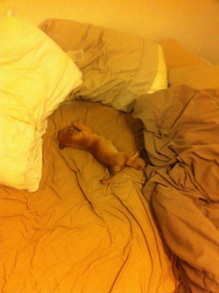 Illustration de l'article : Il faut se rendre à l'évidence : votre lit ne vous appartient plus. Il est à eux désormais (21 photos)