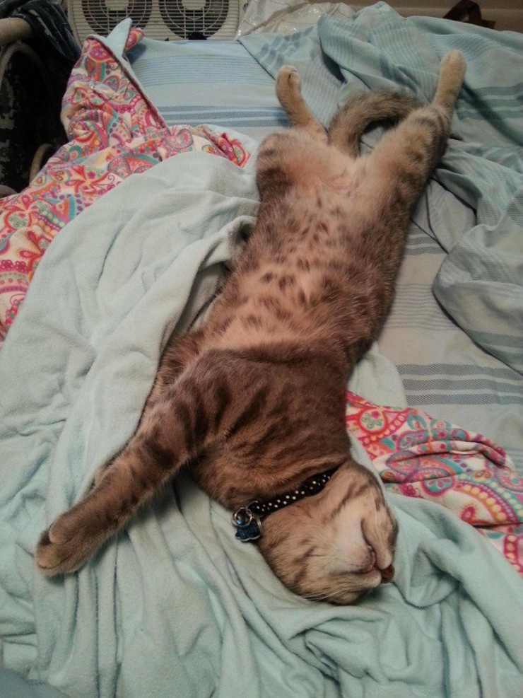 Illustration de l'article : Il faut se rendre à l'évidence : votre lit ne vous appartient plus. Il est à eux désormais (21 photos)