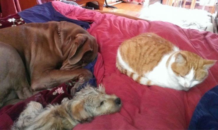 Illustration de l'article : Il faut se rendre à l'évidence : votre lit ne vous appartient plus. Il est à eux désormais (21 photos)