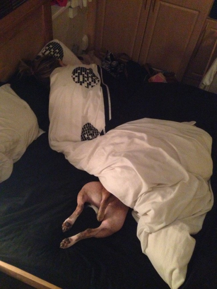 Illustration de l'article : Il faut se rendre à l'évidence : votre lit ne vous appartient plus. Il est à eux désormais (21 photos)