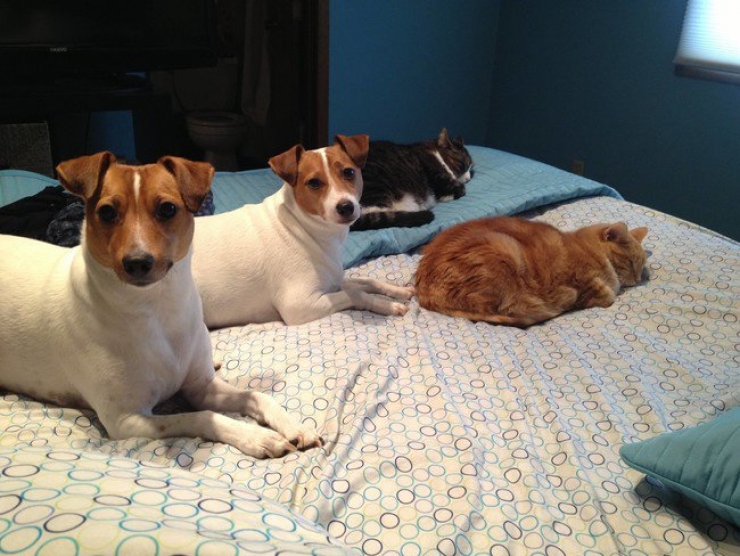 Illustration de l'article : Il faut se rendre à l'évidence : votre lit ne vous appartient plus. Il est à eux désormais (21 photos)