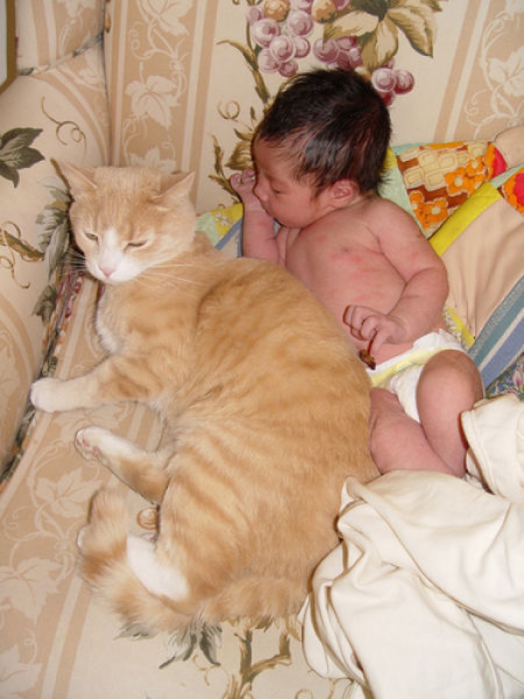 Illustration de l'article : Chats et b&eacute;b&eacute;s complices : 19 merveilleuses photos pour faire le plein de bonne humeur