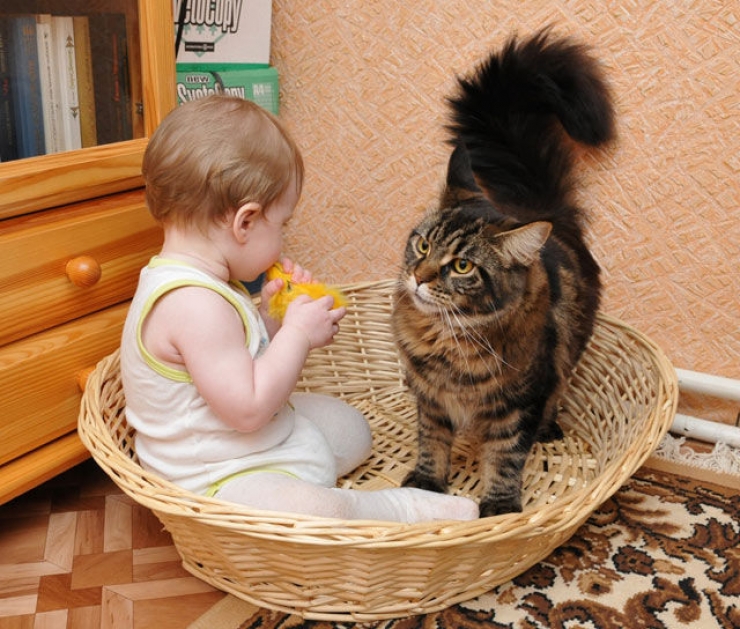 Chats et bébés complices 19 merveilleuses photos pour faire le plein de bonne humeur