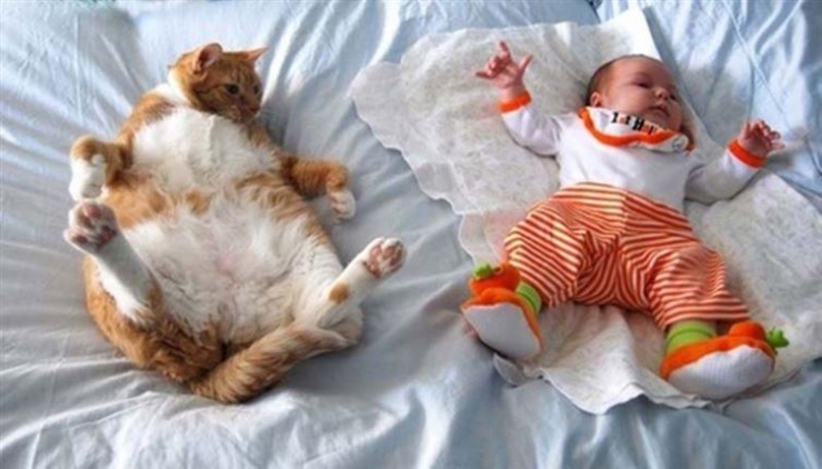 Illustration de l'article : Chats et b&eacute;b&eacute;s complices : 19 merveilleuses photos pour faire le plein de bonne humeur