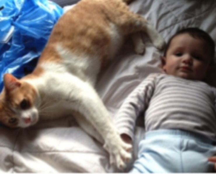 Illustration de l'article : Chats et b&eacute;b&eacute;s complices : 19 merveilleuses photos pour faire le plein de bonne humeur