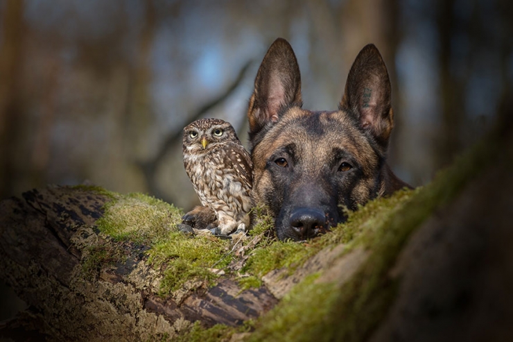 Illustration de l'article : De chouettes photos o&ugrave; un chien et un hibou posent c&ocirc;te &agrave; c&ocirc;te