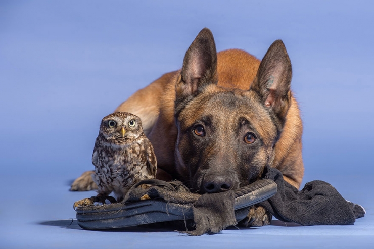 Illustration de l'article : De chouettes photos o&ugrave; un chien et un hibou posent c&ocirc;te &agrave; c&ocirc;te