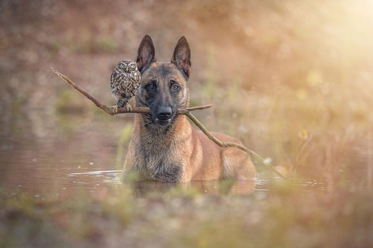 Illustration de l'article : De chouettes photos o&ugrave; un chien et un hibou posent c&ocirc;te &agrave; c&ocirc;te