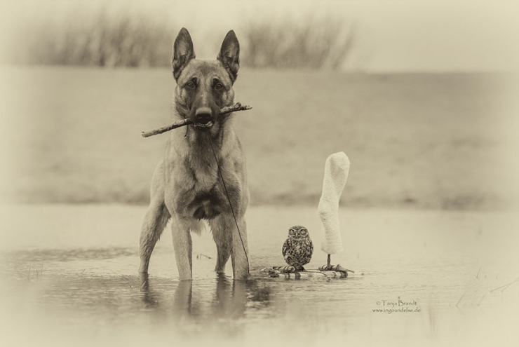 Illustration de l'article : De chouettes photos o&ugrave; un chien et un hibou posent c&ocirc;te &agrave; c&ocirc;te