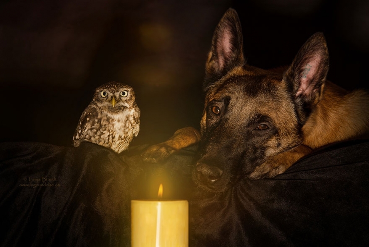 Illustration de l'article : De chouettes photos o&ugrave; un chien et un hibou posent c&ocirc;te &agrave; c&ocirc;te