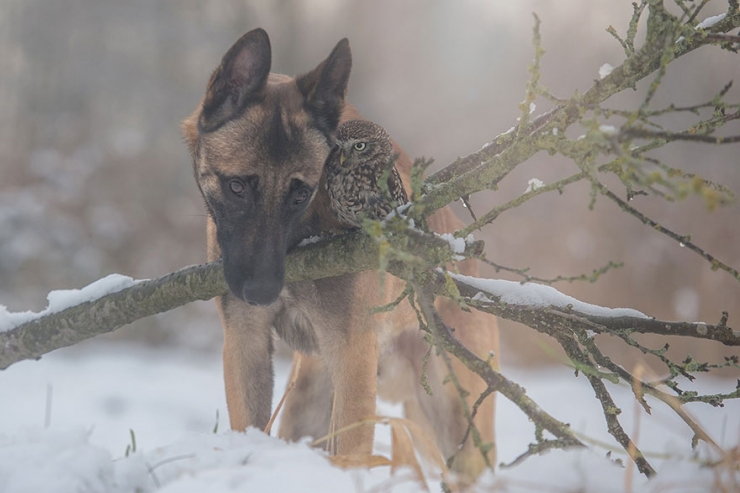 Illustration de l'article : De chouettes photos o&ugrave; un chien et un hibou posent c&ocirc;te &agrave; c&ocirc;te