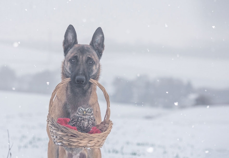Illustration de l'article : De chouettes photos o&ugrave; un chien et un hibou posent c&ocirc;te &agrave; c&ocirc;te
