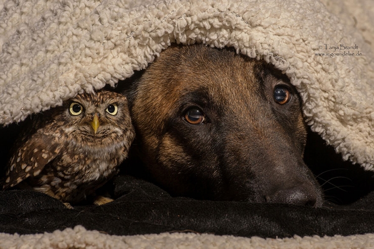 Illustration de l'article : De chouettes photos o&ugrave; un chien et un hibou posent c&ocirc;te &agrave; c&ocirc;te
