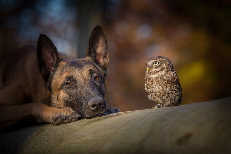 Illustration de l'article : De chouettes photos o&ugrave; un chien et un hibou posent c&ocirc;te &agrave; c&ocirc;te