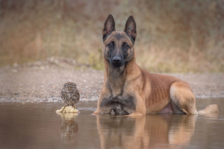 Illustration de l'article : De chouettes photos o&ugrave; un chien et un hibou posent c&ocirc;te &agrave; c&ocirc;te