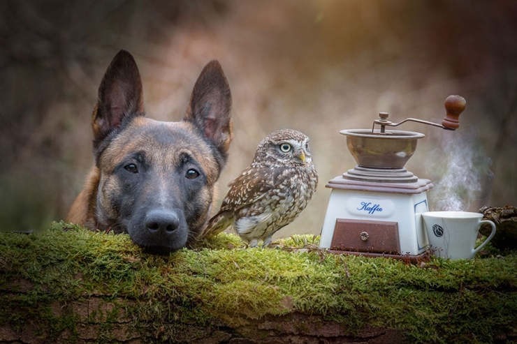 Illustration de l'article : De chouettes photos o&ugrave; un chien et un hibou posent c&ocirc;te &agrave; c&ocirc;te