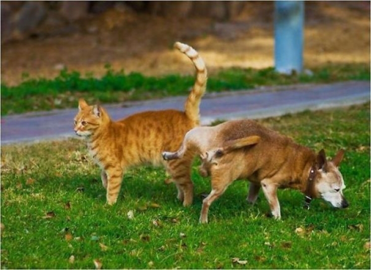 Illustration de l'article : Quand les chiens se comportent en parfaits mufles (13 photos)