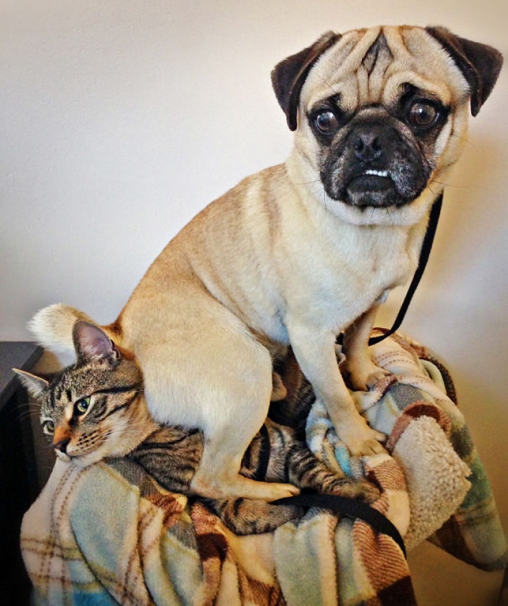 Illustration de l'article : Quand les chiens se comportent en parfaits mufles (13 photos)