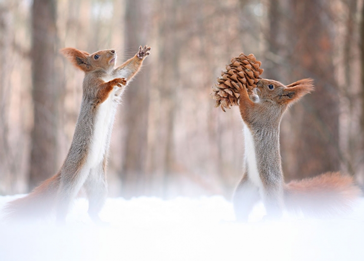 Illustration de l'article : Ce photographe russe a capt&eacute; de pr&eacute;cieux moments de vie sauvage mettant en sc&egrave;ne deux &eacute;cureuils