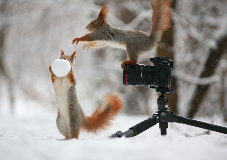 Illustration de l'article : Ce photographe russe a capt&eacute; de pr&eacute;cieux moments de vie sauvage mettant en sc&egrave;ne deux &eacute;cureuils