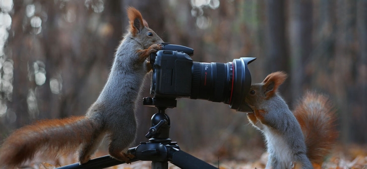 Illustration de l'article : Ce photographe russe a capt&eacute; de pr&eacute;cieux moments de vie sauvage mettant en sc&egrave;ne deux &eacute;cureuils