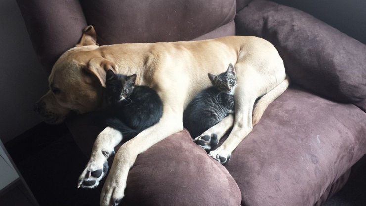 Illustration de l'article : Quand les chats prennent les chiens pour matelas