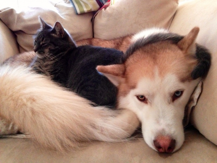 Illustration de l'article : Quand les chats prennent les chiens pour matelas