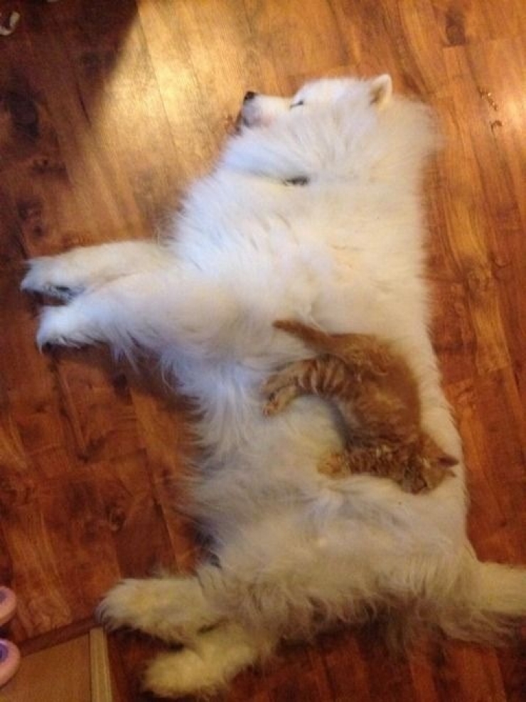 Illustration de l'article : Quand les chats prennent les chiens pour matelas