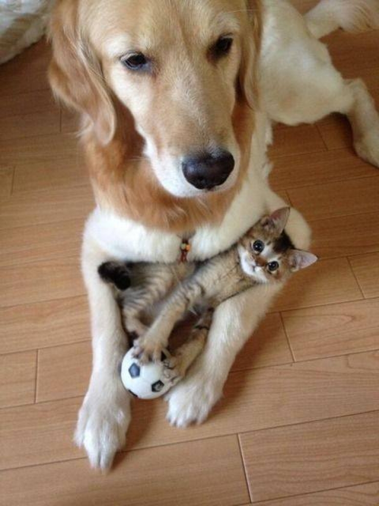 Illustration de l'article : Quand les chats prennent les chiens pour matelas