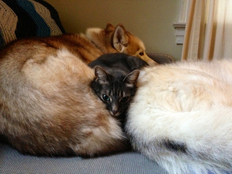 Illustration de l'article : Quand les chats prennent les chiens pour matelas
