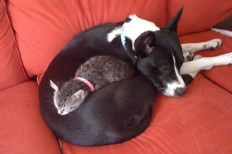 Illustration de l'article : Quand les chats prennent les chiens pour matelas