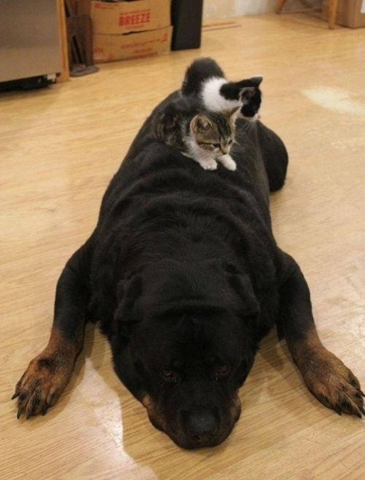 Illustration de l'article : Quand les chats prennent les chiens pour matelas