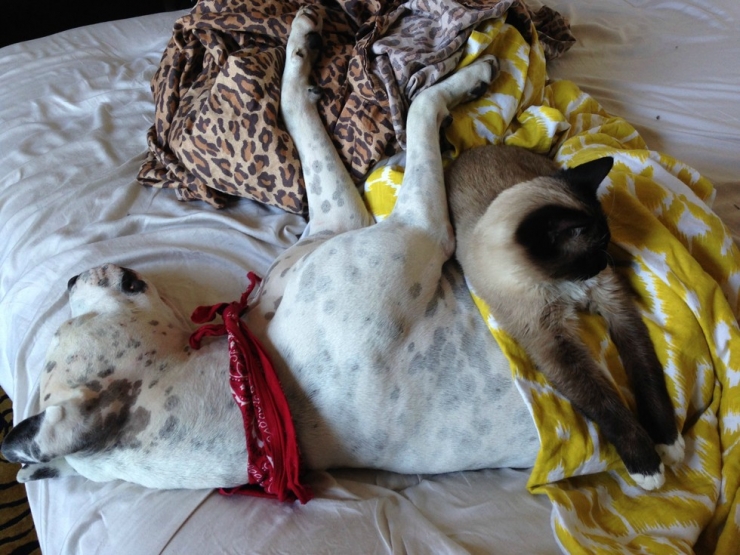 Illustration de l'article : Quand les chats prennent les chiens pour matelas
