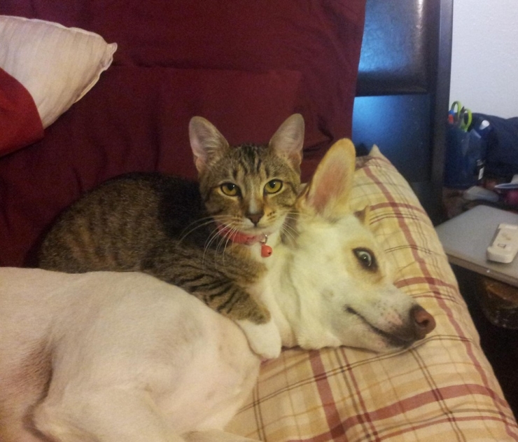 Illustration de l'article : Quand les chats prennent les chiens pour matelas