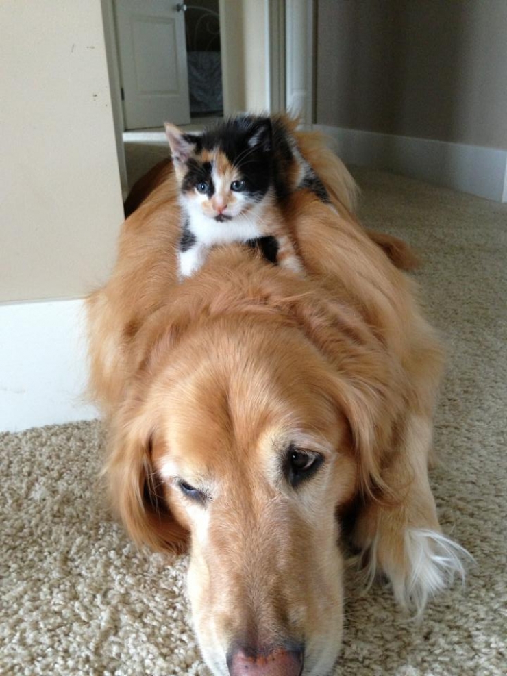 Illustration de l'article : Quand les chats prennent les chiens pour matelas